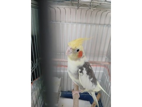 Konuşan sultan papağanı
