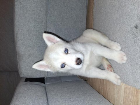 Safkan white maskeli kızıl husky bebek