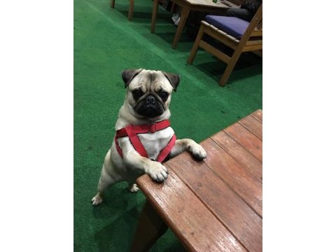 3 aylık dişi pug