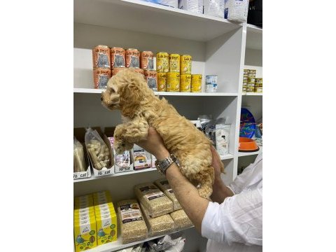 Irk ve sağlık garanti orjinal maltipoo bebeğimiz