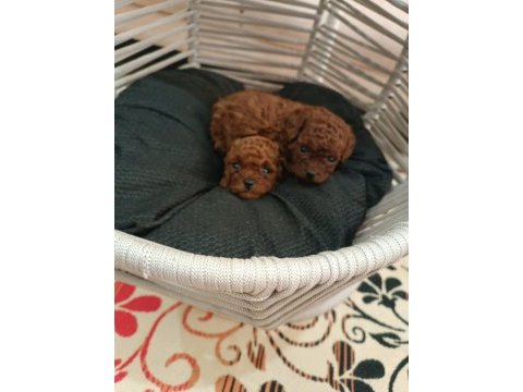 Son iki adet kaldı toy poodle teacap