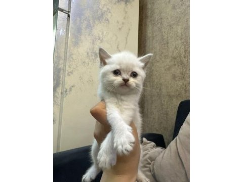 Dünya tatlısı british shorthair yavrularımız 
