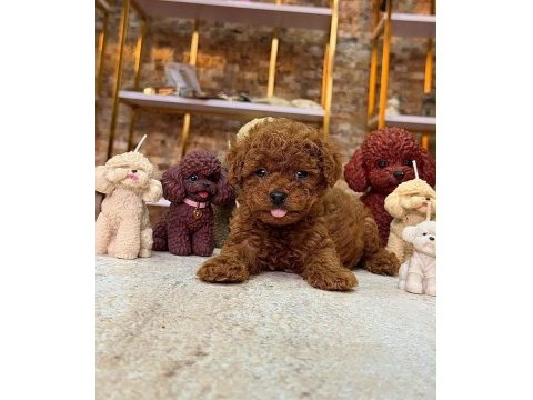 Safkan ırk ve sağlık garantili poodle yavrumuz