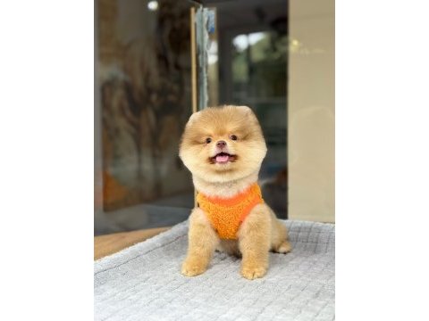Pomeranian boo mini erkek yavrumuz