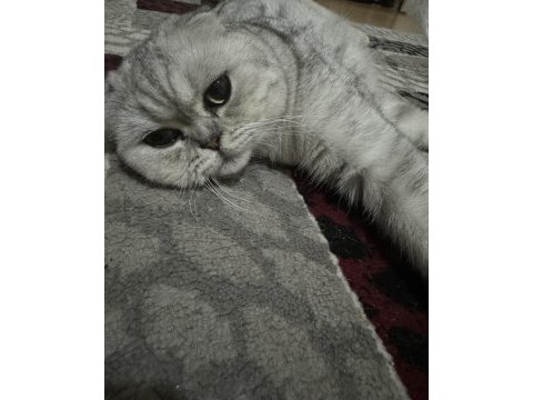 Dişi güzel scottish fold kızım