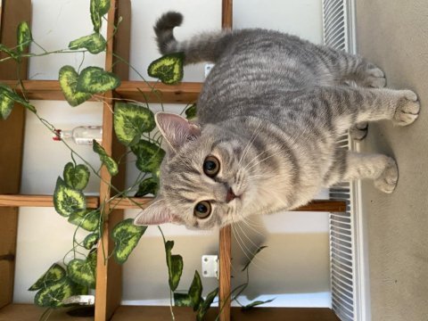 Gri beyaz dişi british shorthair