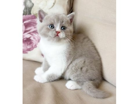 Nadir bulunan harika lilac bicolor yavru british shorthair