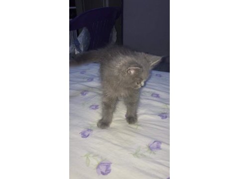 British longhair oğlumuzu acil sahiplendiriyoruz