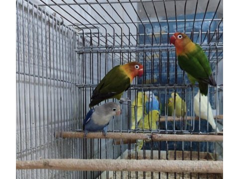 Mükemmel cennet papağanları kamuran üzülür