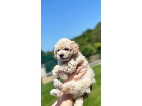 Renk renk poodle bebekler