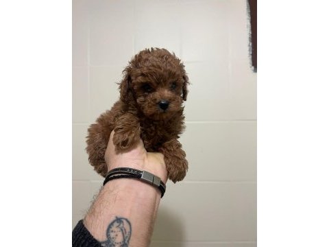 Mini boy toy poodle yavrular
