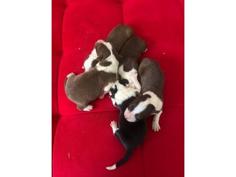 Şeker köpekler bunlar