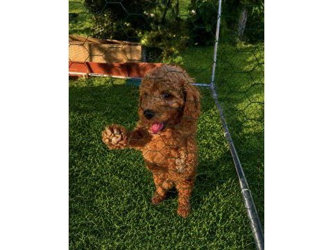 Üst kalite sağlık ırk garantili toy poodle yavrular