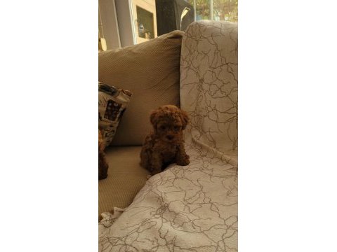 Red brown kore toy poodle dişi