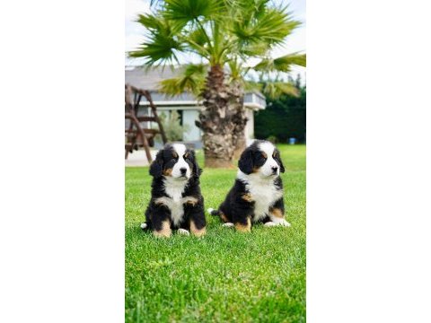 Birinci sınıf bernese yavruları