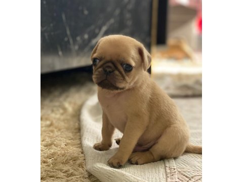 Pug prensesimin güzel yavruları