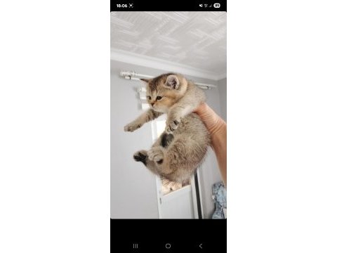British shorthair yavrular