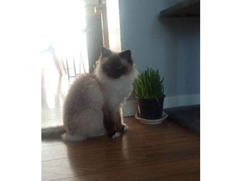 Ragdoll kedimiz için kalıcı ve sevgi dolu ev