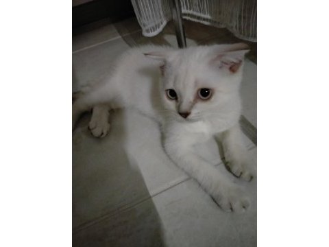 Scottish fold kızımız yeni ailesine kavuşmayı bekliyor