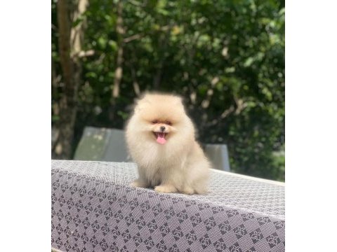 4 aylık dişi ayı surat garantili pomeranian
