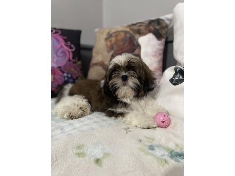 Secereli shih tzu yavruları