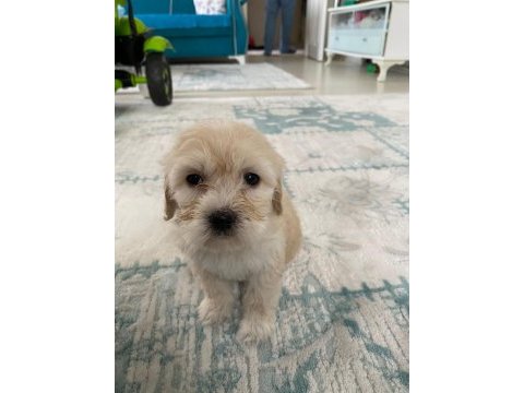 Orjinal maltese terrier yavrularımız