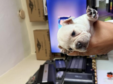 French bulldog yavrular