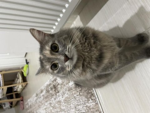 2 yaşında kısır sevgi bağımlısı kedimiz