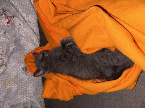 3 aylık erkek british shorthair