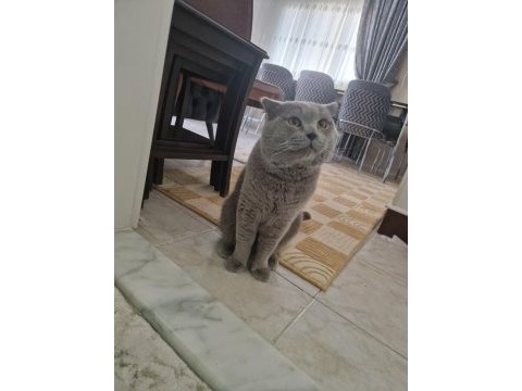 Yakışıklı erkek kedimiz