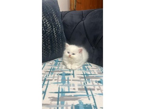 British longhair beyaz yavru