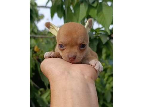 Şivava bebek köpeklerim yeni yuvasını arıyor