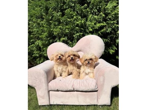 Mini maltipoo sevimli bebekler