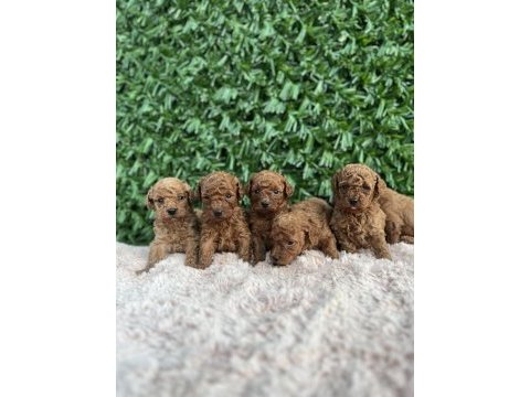 Rezerve açık toy poodle bebekler