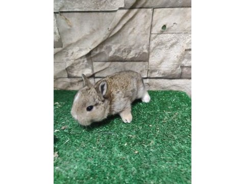 Safkan cüce tavşan yavruları kapıya gönderim var
