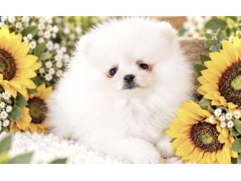 Pomeranian boo köpeği