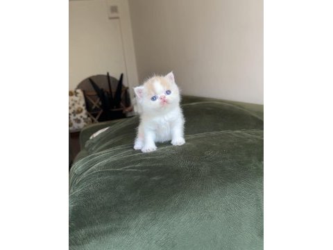 Exotic shorthair snoopy dişi bebek