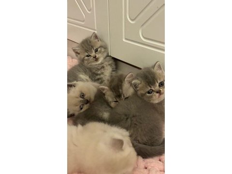 Şirinim şirin british shorthair bebekler teslime hazır