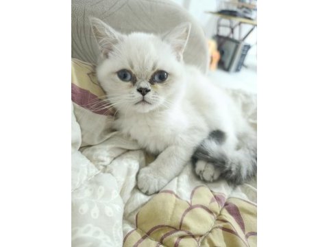 2 aylık yavru british shorthair