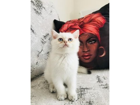Dünyaca ünlü şecere sahibi british shorthair yavrularımız