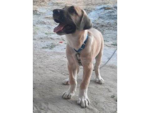 Boz çoban köpeği