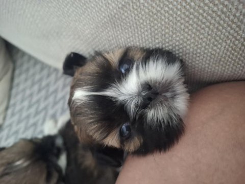 45 günlük shih tzu yavrular