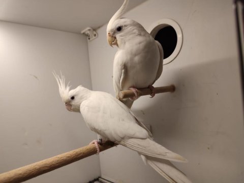 Çift albino sultan papağanı