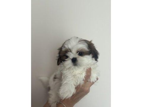 Şampiyon anneden harika yavru köpekler