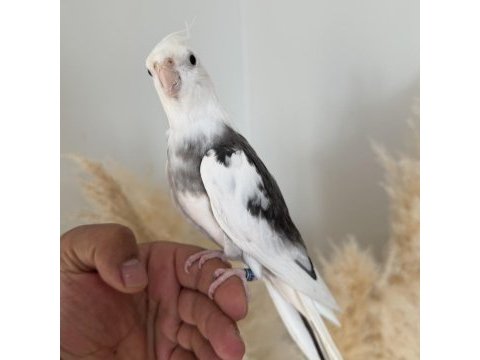Sultan papağanı evcil