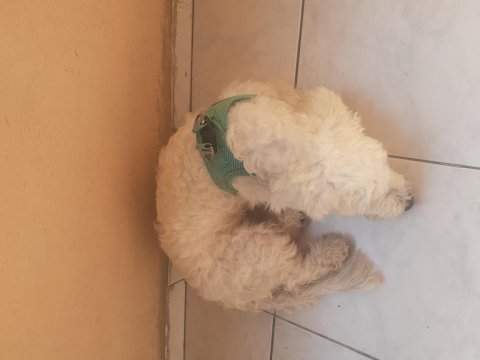 Maltipoo 7 aylık