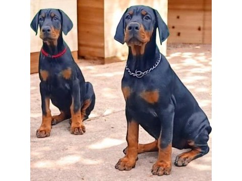 3.5 aylık a şecereli kaliteli doberman yavrular