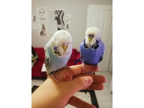 Takım show jumbo üst vasıf muhabbet kuşu