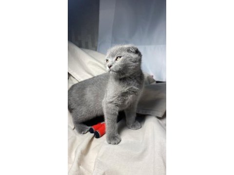 1.5 aylık sevecen gri renkli dişi kedimiz