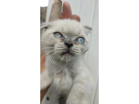 Blue point mavi gözlü bebek kedimiz